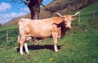 Bearnaise-2.jpg